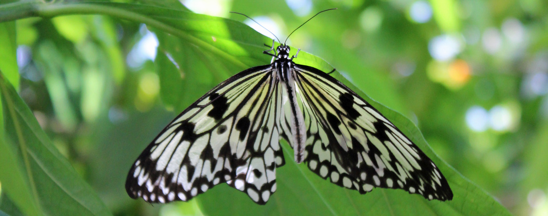 Butterfly World in Coconut Creek