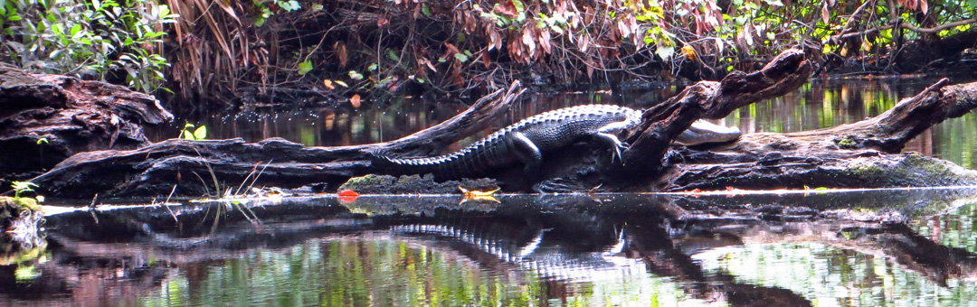  Rock Springs Apopka Florida