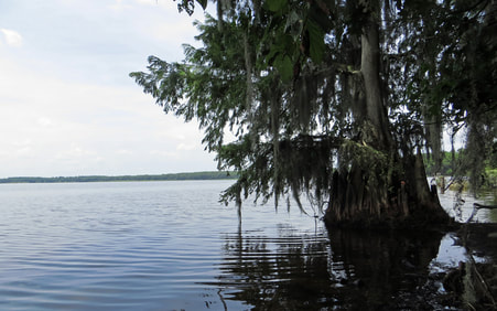 Old Florida Newnans Lake